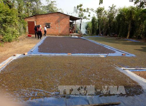 Giá hồ tiêu 'lao dốc', thủ phủ Bình Phước lo mất tết ảnh 1